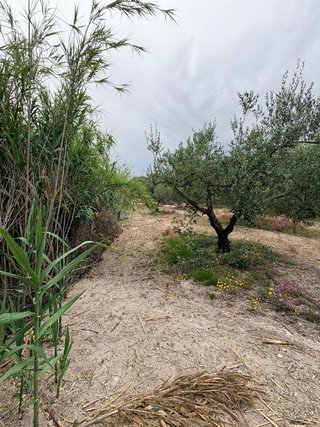 Solar en venta en Albaida