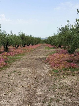 Solar en venta en Albaida