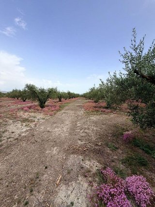 Solar en venta en Albaida