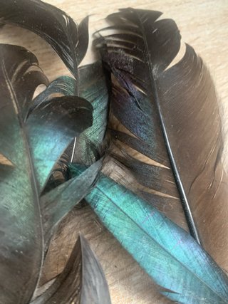 20 Plumas Negras Verdes