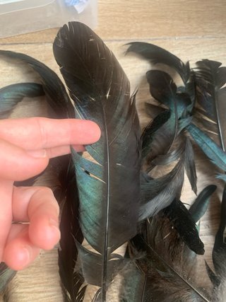 20 Plumas Negras Verdes
