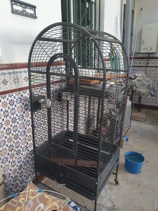 Jaula Loro Negra