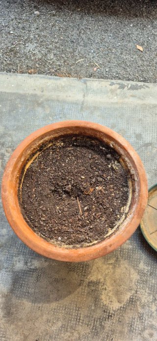 Vaso terracotta Ø36,5x H28,5 cm + sottovaso