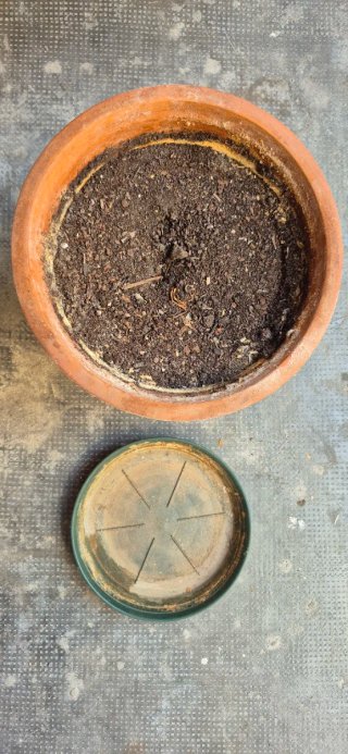 Vaso terracotta Ø36,5x H28,5 cm + sottovaso