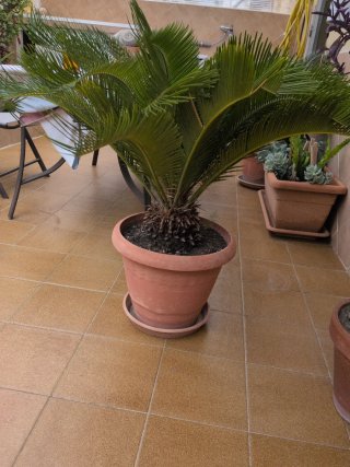 Cyca Revoluta Grande