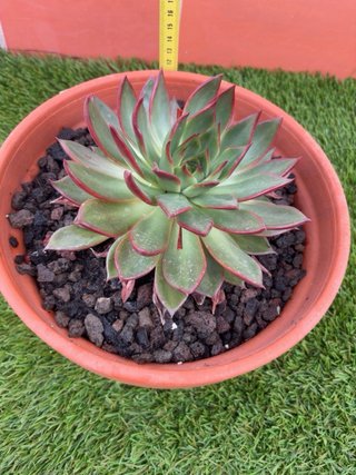 Suculenta Echeveria agavoides Red Edge