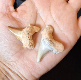 Fósiles de dientes de tiburón