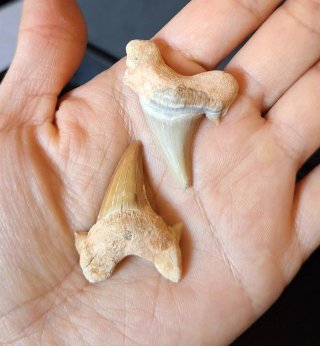 Fósiles de dientes de tiburón