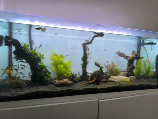 ACUARIO URNA 240