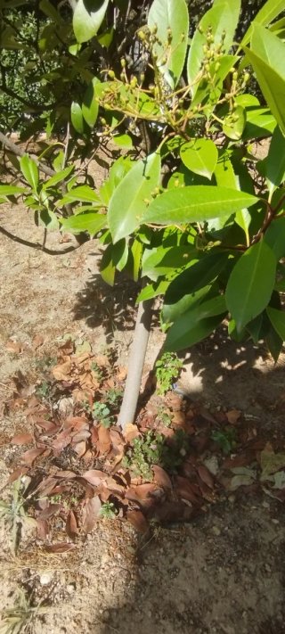 Photinia árbol 180 cm