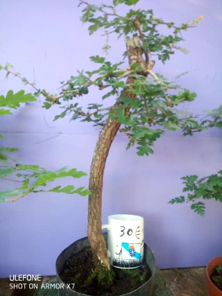 Crataegus Monogyna Bonsáis