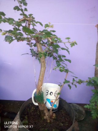 Crataegus Monogyna Bonsáis