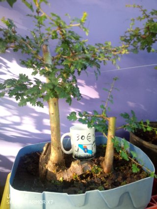 Crataegus Monogyna Bonsáis