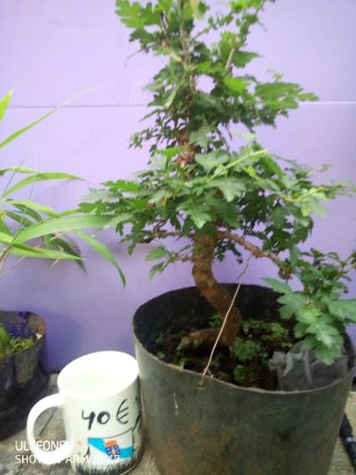 Crataegus Monogyna Bonsáis