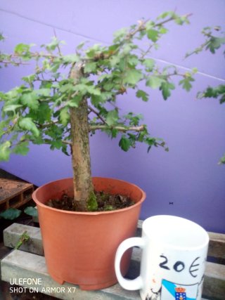 Crataegus Monogyna Bonsáis