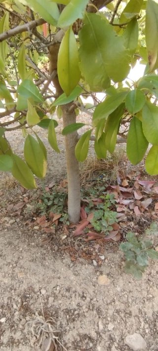 Photinia árbol 200cm