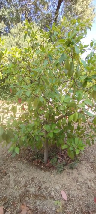 Photinia árbol 200cm