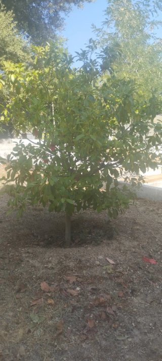 Photinia árbol 200cm