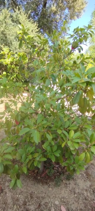 Photinia árbol 200cm