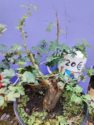 Crataegus Monogyna Bonsai