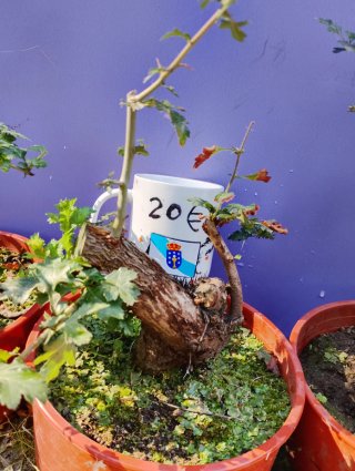 Crataegus Monogyna Bonsai