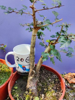 Crataegus Monogyna Bonsai