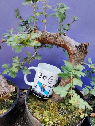 Crataegus Monogyna Bonsai