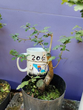 Crataegus Monogyna Bonsai