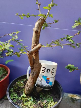 Crataegus Monogyna Bonsai