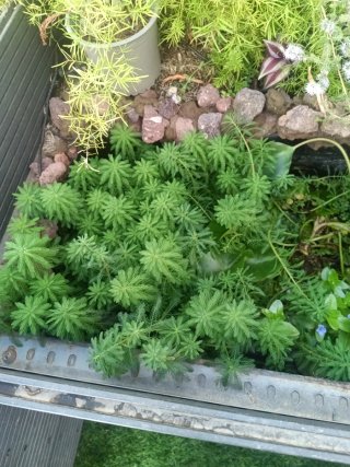 Plantas para estanque, pinitos de agua