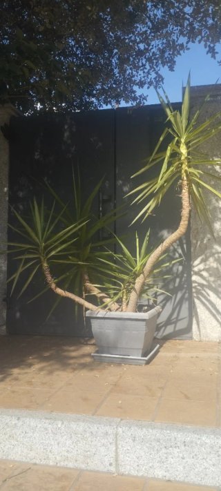 Conjunto de 5 plantas de yuca