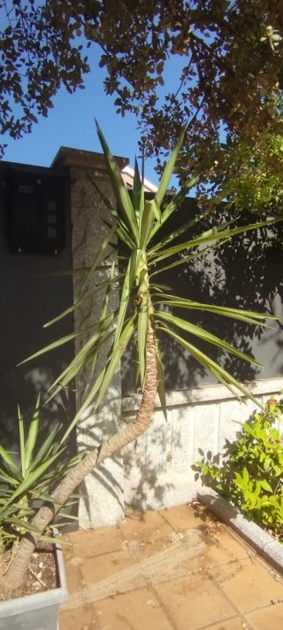 Conjunto de 5 plantas de yuca