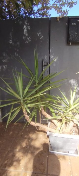 Conjunto de 5 plantas de yuca