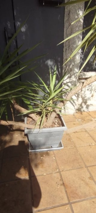 Conjunto de 5 plantas de yuca