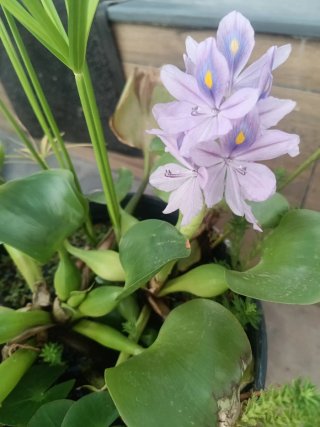 Plantas de estanque, jacintos