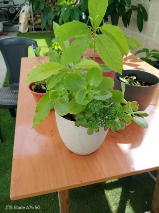 Plantas naturales en maceta