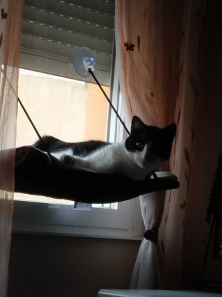 Cama para gatos de ventana