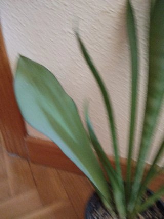 Sansevieria Moonshine Planta Adulta