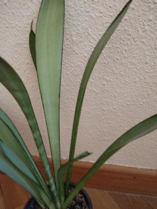 Sansevieria Moonshine Planta Adulta