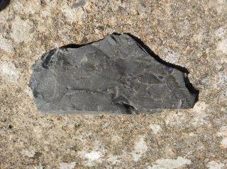 Fósil auténtico de planta Carbonífero superior