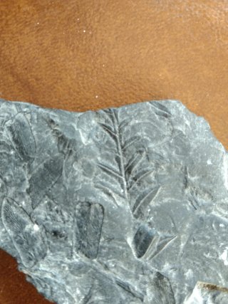 Fósil auténtico de planta Carbonífero superior