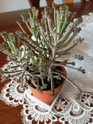 Kalanchoe delagonesi 22cm