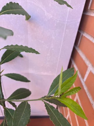 Planta de Laurel del 2023
