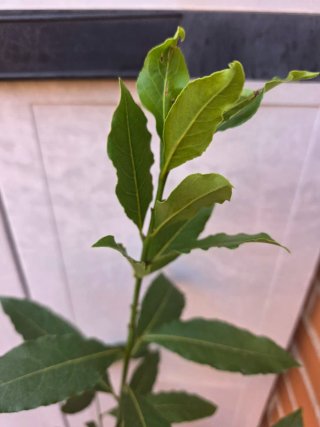 Planta de Laurel del 2023