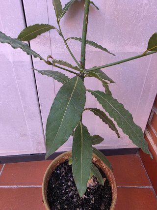 Planta de Laurel del 2023
