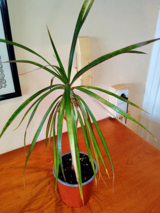 Planta.Dracaena Marginata.