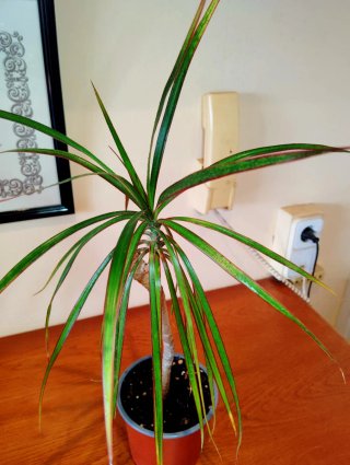 Planta.Dracaena Marginata.