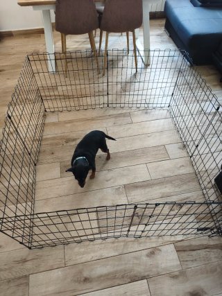 Jaula para perros negra