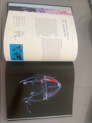 Medusas Una historias natural