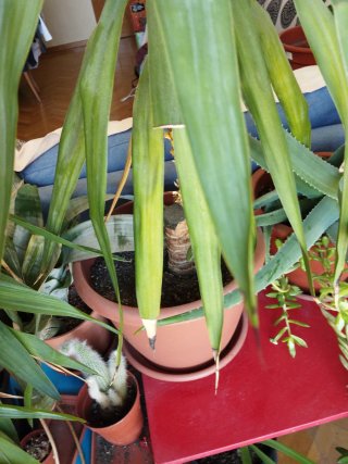 Yucca en maceta grande